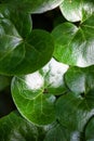 Shiny green leaves of asarabacca (Asarum europaeum) Royalty Free Stock Photo