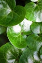 Shiny green leaves of asarabacca (Asarum europaeum)
