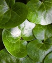 Shiny green leaves of asarabacca (Asarum europaeum) Royalty Free Stock Photo