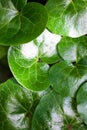 Shiny green leaves of asarabacca Asarum europaeum Royalty Free Stock Photo