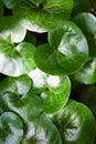 Shiny green leaves of asarabacca (Asarum europaeum) Royalty Free Stock Photo