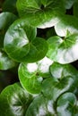 Shiny green leaves of asarabacca (Asarum europaeum) Royalty Free Stock Photo