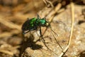 Shiny green six-spotted tiger beetle in Wilmot, New Hampshire Royalty Free Stock Photo