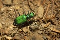 Shiny green six-spotted tiger beetle in Wilmot, New Hampshire Royalty Free Stock Photo