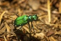 Shiny green six-spotted tiger beetle in Wilmot, New Hampshire Royalty Free Stock Photo