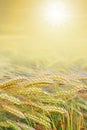 Shiny harvesting field with bright sun Royalty Free Stock Photo