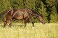 shiny horse at dawn in meadow Royalty Free Stock Photo