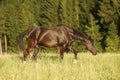 shiny horse at dawn in meadow Royalty Free Stock Photo