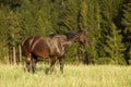 shiny horse at dawn in meadow Royalty Free Stock Photo
