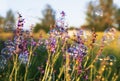 shiny iridescent soap bubbles flying over a flowery summer meadow with bright purple