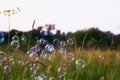 shiny iridescent soap bubbles flying over a flowery summer meadow with a bright sun in a clear evening