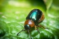 Shiny Leaf Beetle Royalty Free Stock Photo