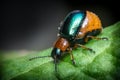 Shiny Leaf Beetle Royalty Free Stock Photo