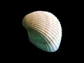 Shiny macro single seashell