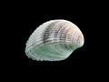 Shiny macro single seashell