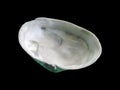 Shiny macro single seashell