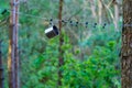 A shiny metal mug is hanging on a hook in the woods by a tree. A rope is stretched between the trees around the tent camp. Tourist Royalty Free Stock Photo