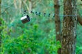 A shiny metal mug is hanging on a hook in the woods by a tree. A rope is stretched between the trees around the tent camp. Tourist Royalty Free Stock Photo