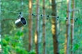 A shiny metal mug is hanging on a hook in the woods by a tree. A rope is stretched between the trees around the tent camp. Tourist Royalty Free Stock Photo