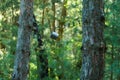 A shiny metal mug is hanging on a hook in the woods by a tree. A rope is stretched between the trees around the tent camp. Tourist Royalty Free Stock Photo