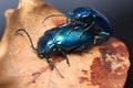 Shiny metallic blue beetle (Oulema obscura)