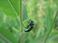 Shiny metallic irridescent dogbane beetle Royalty Free Stock Photo