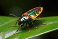 a shiny metallic jewel bug on a green leaf Royalty Free Stock Photo