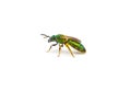 Shiny metallic pure golden green sweat bee - Augochlorella pura aura side back profile view isolated on white background. Yellow