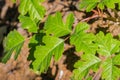 Shiny Pacific Poison oak Toxicodendron diversilobum leaves growing close to the ground, California