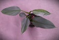 A shiny and pale green leaf of Philodendron Hastatum Silver Sword, a popular houseplant collector