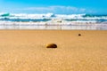 Shiny pebble on sand beach. Summer background Royalty Free Stock Photo