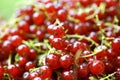 Shiny pile of ripe redcurrant berries Royalty Free Stock Photo