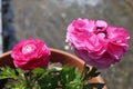 Shiny Pink Buttercup Flower in Pot Royalty Free Stock Photo