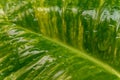 Shiny potus (Epipremnum aureum) leaf. Royalty Free Stock Photo