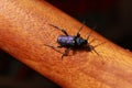 Shiny purple beetle Callidium violaceum on wood