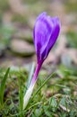 Shiny purple crocus