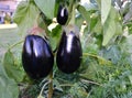 Mature eggplant growing in a backyard garden Royalty Free Stock Photo