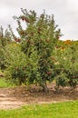 Shiny Red Apples on a Tree Royalty Free Stock Photo