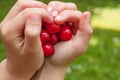 Shiny red cherries in childrens hands Royalty Free Stock Photo