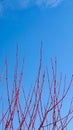 Shiny red maple tree twigs against blue sky with little fluffy cloud on top Royalty Free Stock Photo