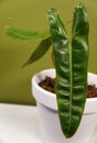 A shiny, rippled and unique green leaf of Philodendron Billietiae