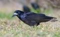 Shiny Rook corvus frugilegus walks on the grass cover in early spring