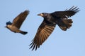 Shiny Rook swift flying in blue sky with spreaded wings feathers