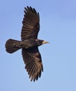 Shiny Rook in flight with brilliant feathers