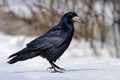 Shiny Rook stands on hard snow in winter