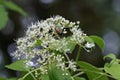 Rose chafer beetle on white climber hydrangeas flower Royalty Free Stock Photo