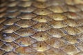 shiny scales gold fish carp shimmers covered in slime