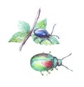 Shiny scarab and alder leaf beetle