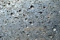 Shiny Shellrock porous limestone texture background painted silver with shell imprints Royalty Free Stock Photo