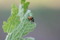 Shiny small bug. Tiny, but extremely bright - Dead Nettle beetle chrysolina fastuosa on motherwort leaf